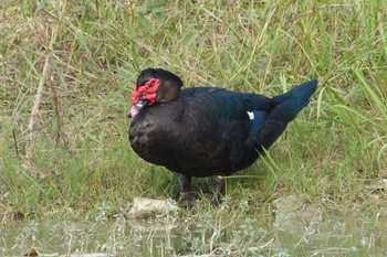 Muscovy Duck 北香湖公園(台湾) Sat, 1/20/2024