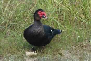 Muscovy Duck 北香湖公園(台湾) Sat, 1/20/2024