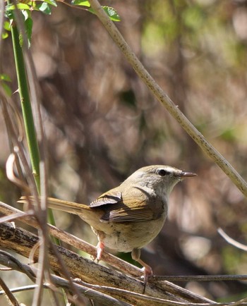 Japanese Bush Warbler Akigase Park Sun, 3/10/2024