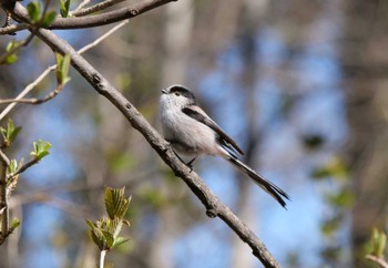 Long-tailed Tit Akigase Park Sun, 3/10/2024