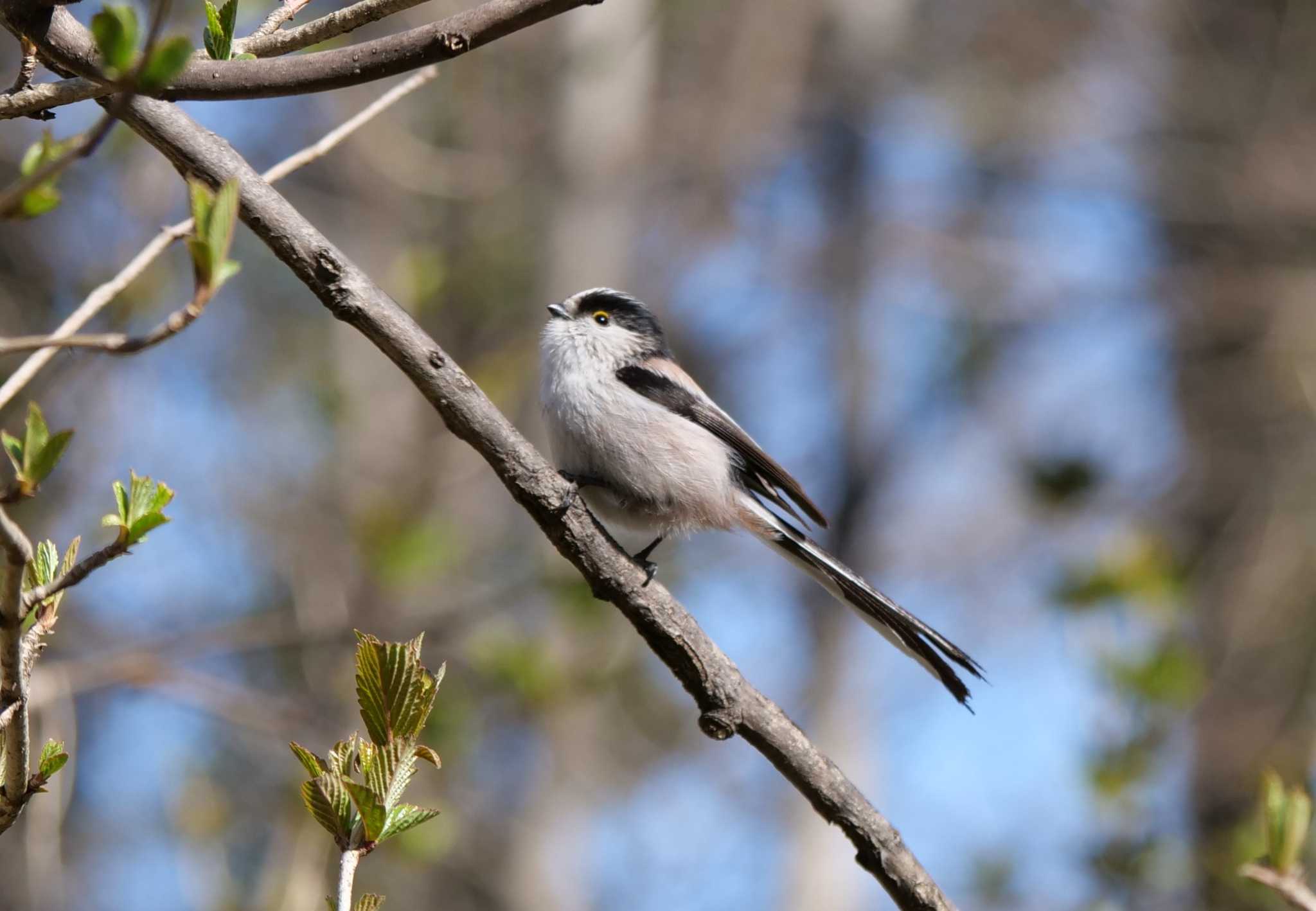 Photo of Long-tailed Tit at Akigase Park by イエティ