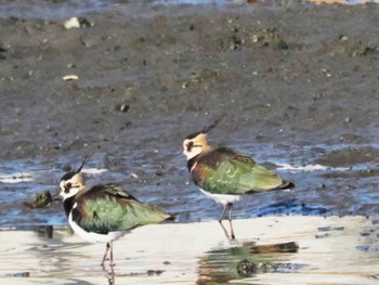 Northern Lapwing 今津干潟 Wed, 11/16/2022