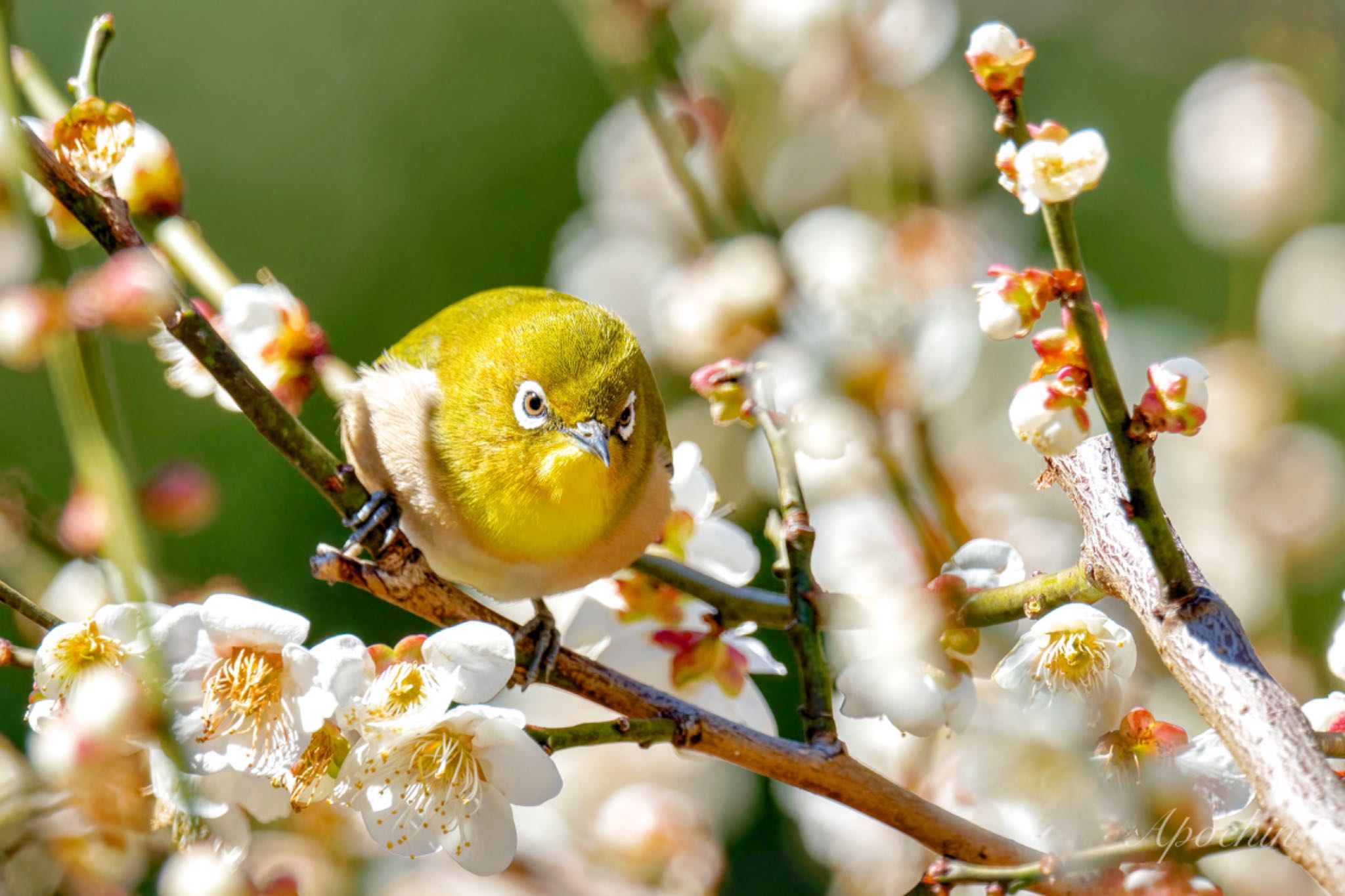 Warbling White-eye