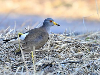 Grey-headed Lapwing 近所の畑 Wed, 2/28/2024