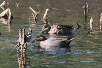 Green-winged Teal 千葉県松戸市国分川 Sun, 3/10/2024