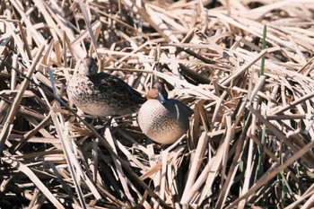 Green-winged Teal 千葉県松戸市国分川 Sun, 3/10/2024