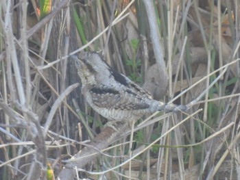 Eurasian Wryneck 天白川 Sun, 3/10/2024