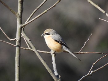 Bull-headed Shrike 寺家ふるさと村 Sun, 3/10/2024