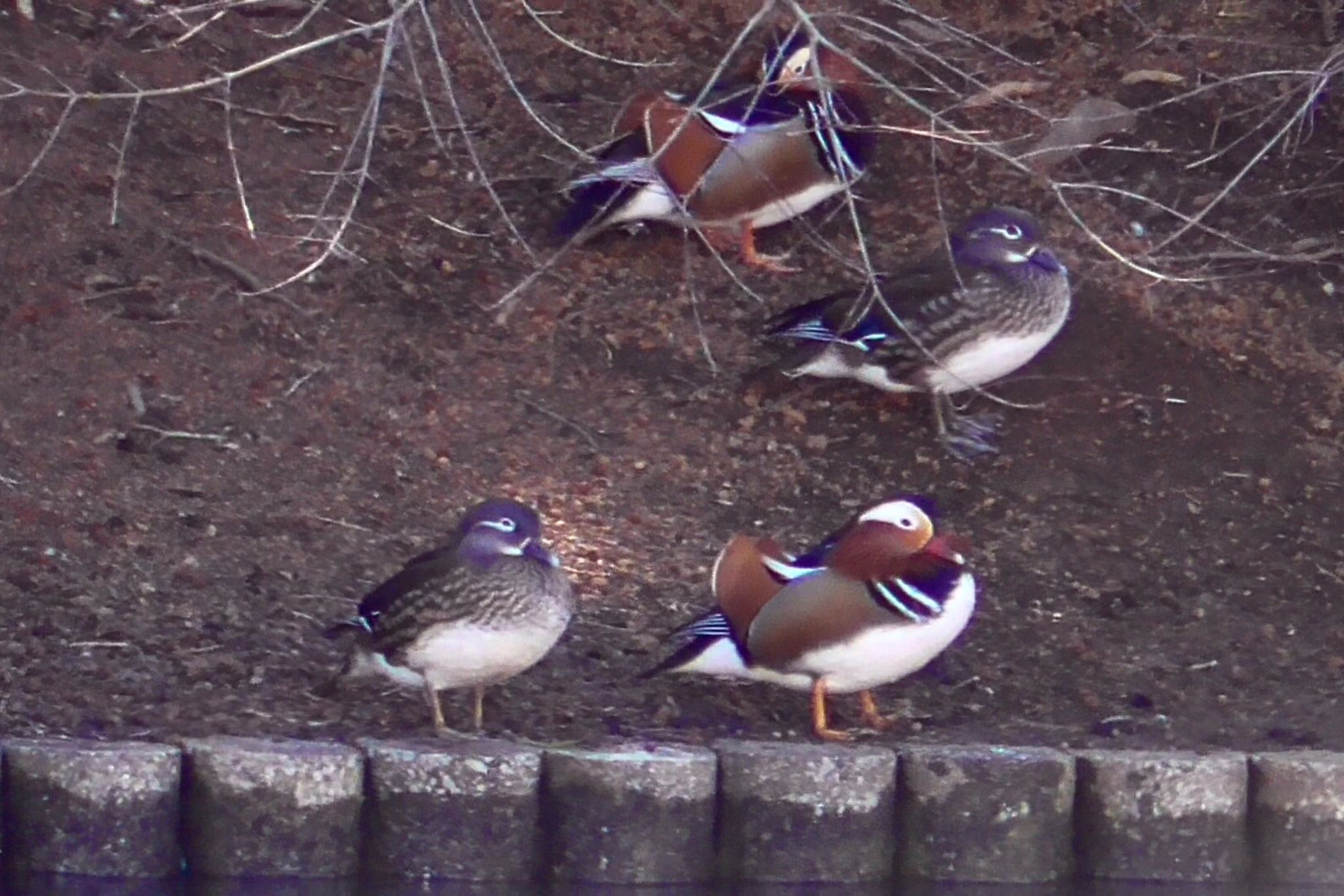 Mandarin Duck