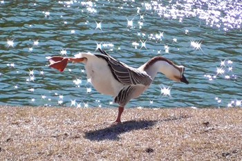 Sat, 3/9/2024 Birding report at DIC川村記念美術館庭園