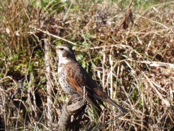 Dusky Thrush 寺家ふるさと村 Sun, 3/10/2024