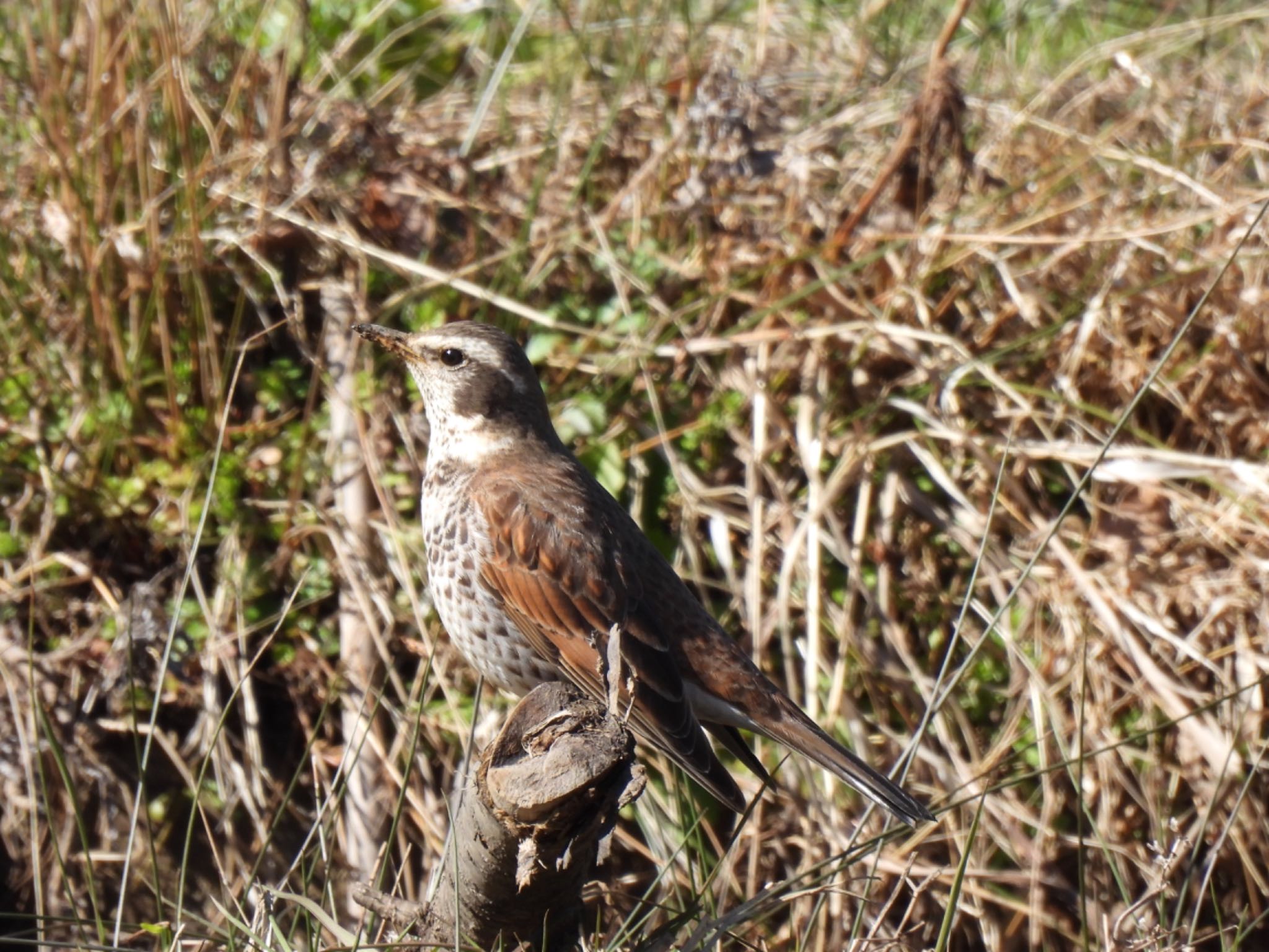 Dusky Thrush