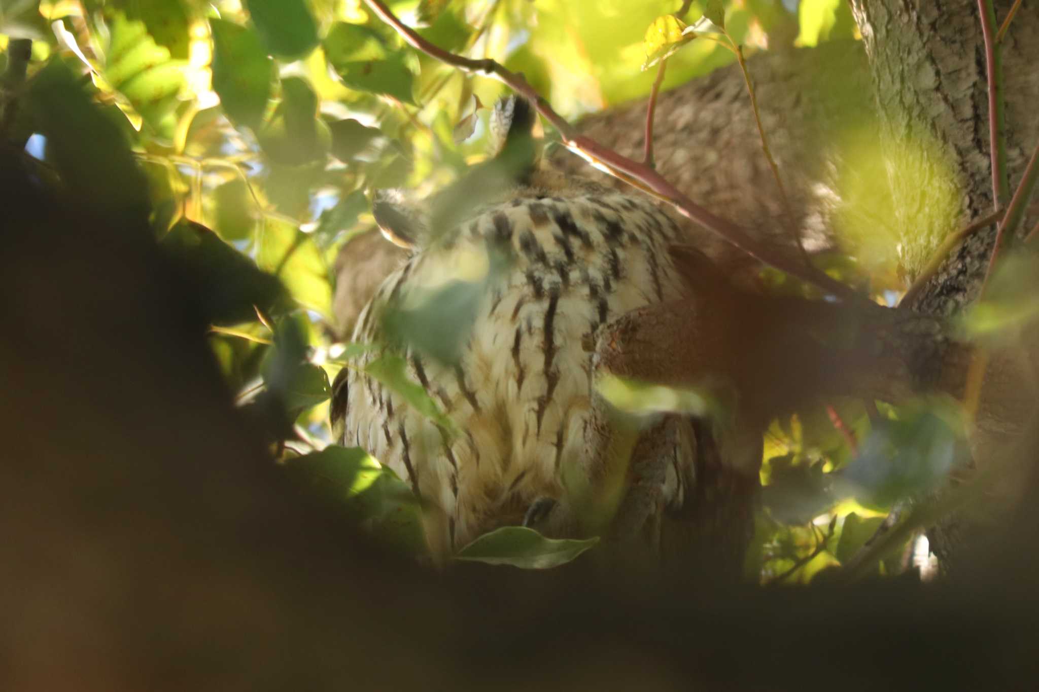 Long-eared Owl