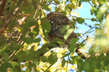 Long-eared Owl 目久尻川 Sat, 3/9/2024