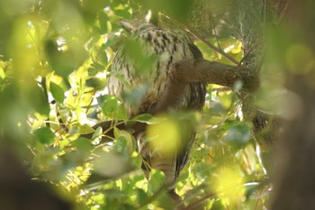 Long-eared Owl 目久尻川 Sat, 3/9/2024