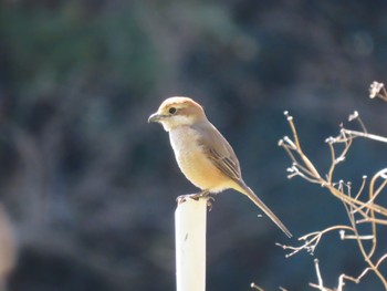 Bull-headed Shrike 寺家ふるさと村 Sun, 3/10/2024