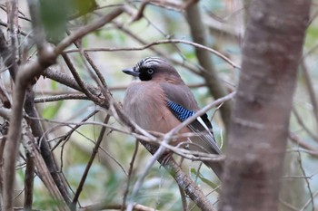 Eurasian Jay Arima Fuji Park Sat, 3/9/2024