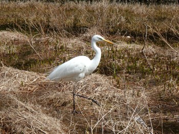 Great Egret(modesta)  緑ヶ丘公園：伊丹 Sun, 3/10/2024