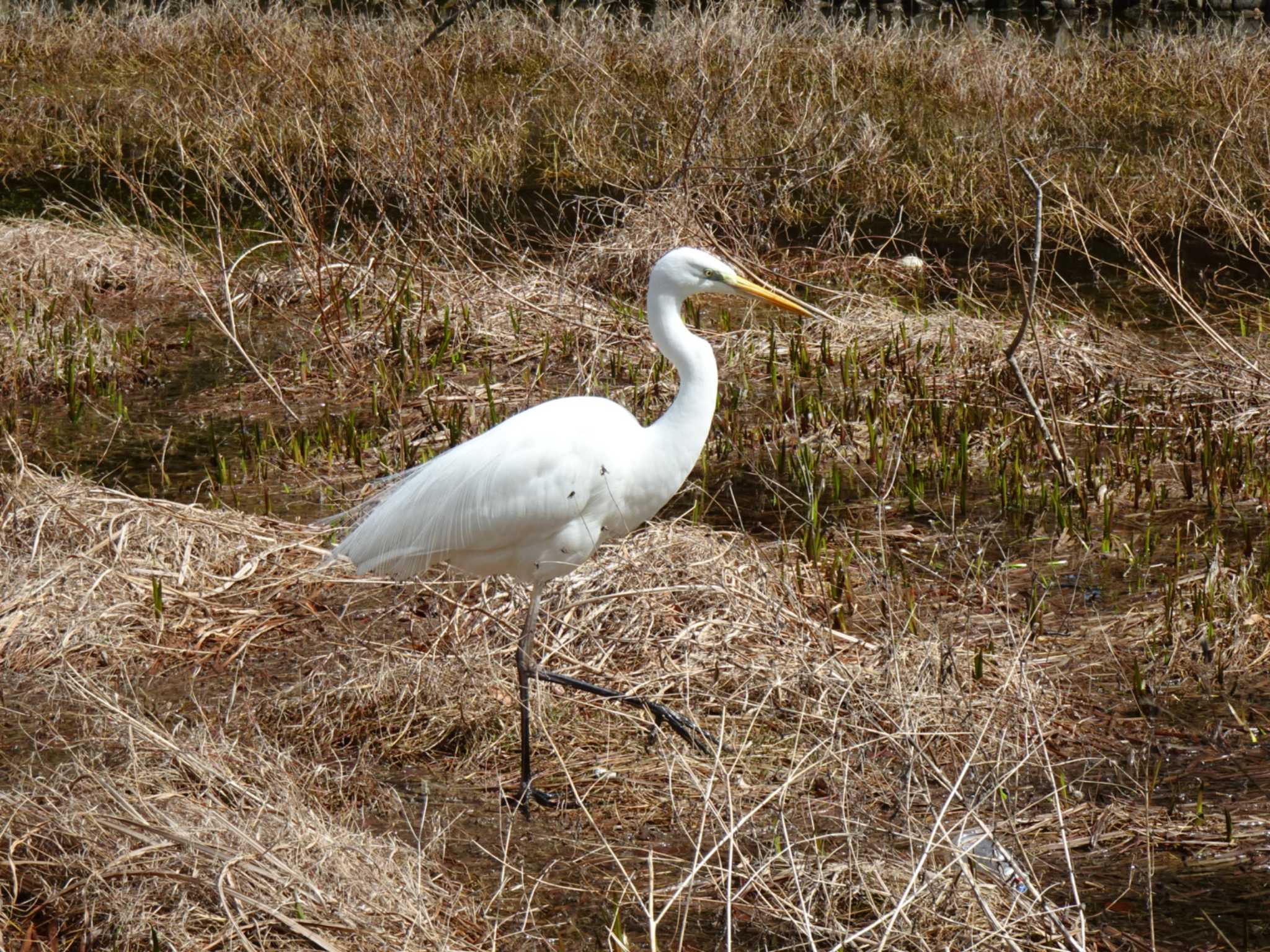 緑ヶ丘公園：伊丹 チュウダイサギの写真 by rm58