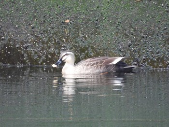 Eastern Spot-billed Duck 小名木川(東京都江東区) Sun, 1/28/2024