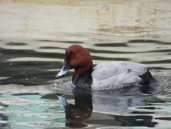 Common Pochard 小名木川(東京都江東区) Sun, 1/28/2024