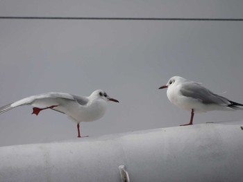 Black-headed Gull 小名木川(東京都江東区) Sun, 1/28/2024