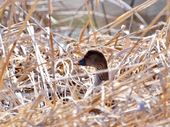 Tundra Bean Goose 手賀沼遊歩道 Sat, 3/9/2024