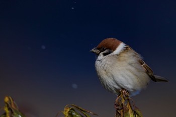 Eurasian Tree Sparrow 岩手県 Sat, 1/13/2024