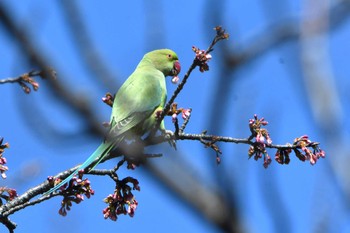 ワカケホンセイインコ 石神井公園 2024年3月10日(日)