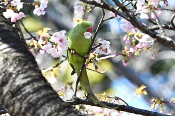 ワカケホンセイインコ 石神井公園 2024年3月10日(日)