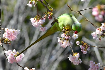 Indian Rose-necked Parakeet Shakujii Park Sun, 3/10/2024