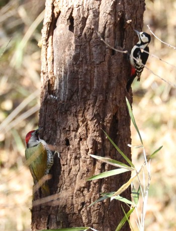 Great Spotted Woodpecker Kodomo Shizen Park Sun, 3/10/2024