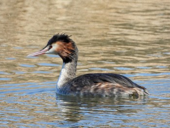 Sun, 3/10/2024 Birding report at Shin-yokohama Park