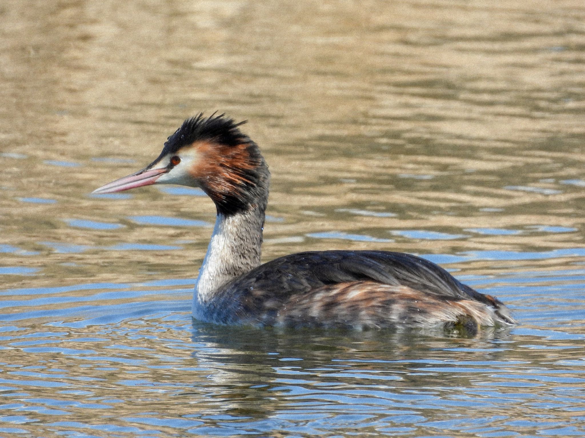 Great Crested Grebe