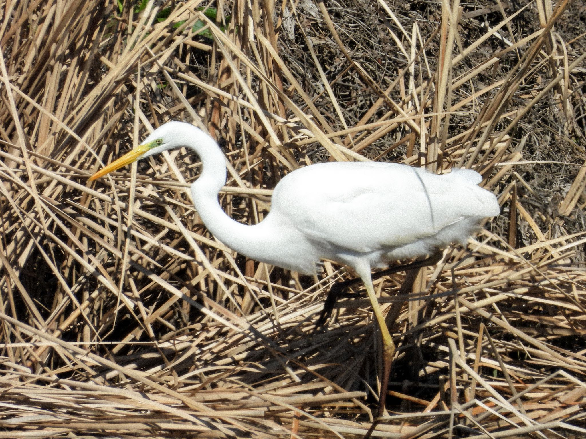 Great Egret