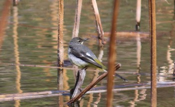 Sun, 3/10/2024 Birding report at Mizumoto Park