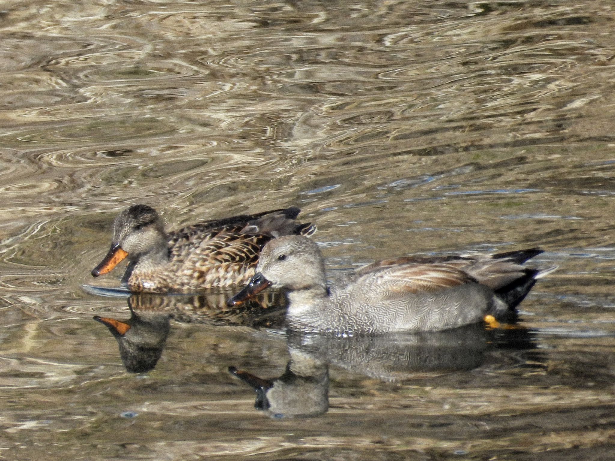 Gadwall