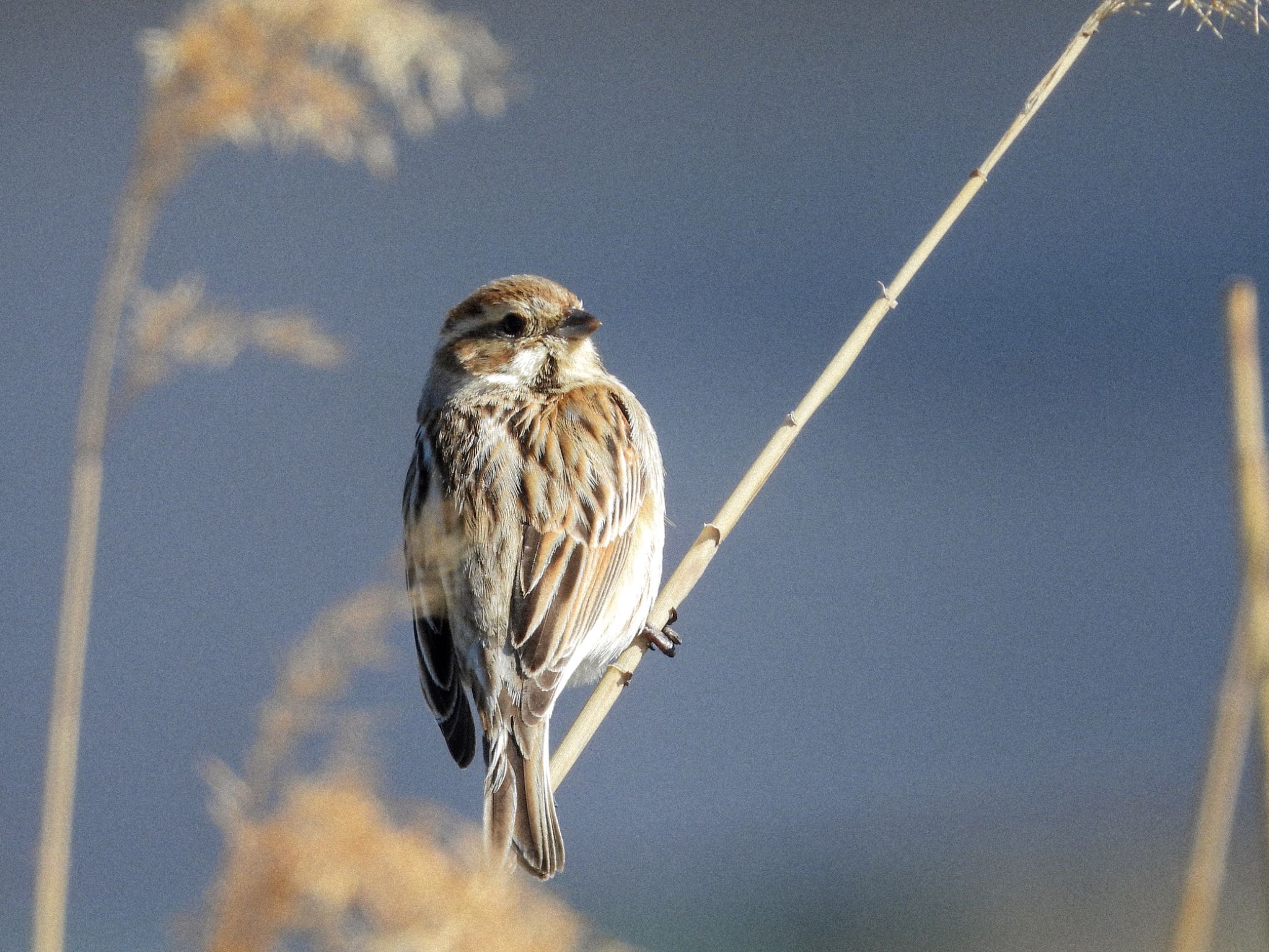 Common Reed Bunting