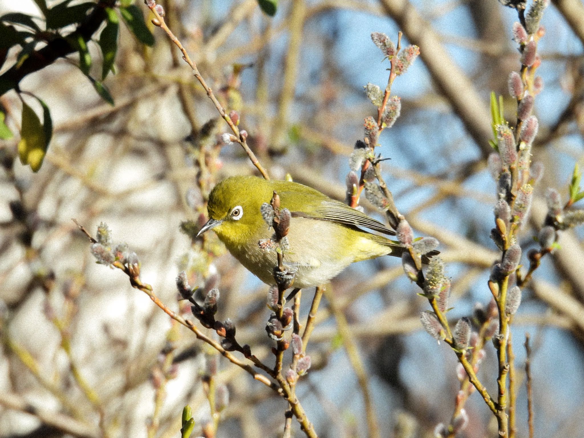 Warbling White-eye