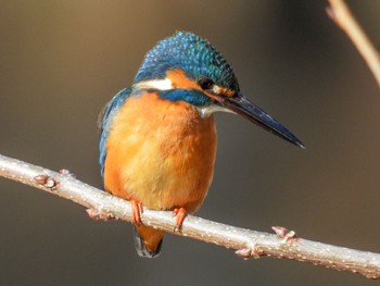 Common Kingfisher Shin-yokohama Park Sun, 3/10/2024