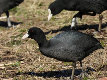 Eurasian Coot Shin-yokohama Park Sun, 3/10/2024