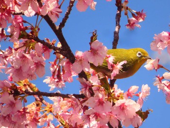 2024年3月10日(日) 布田道の野鳥観察記録