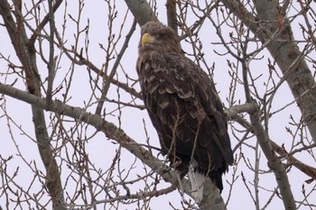 White-tailed Eagle 札幌市 Sun, 1/21/2024