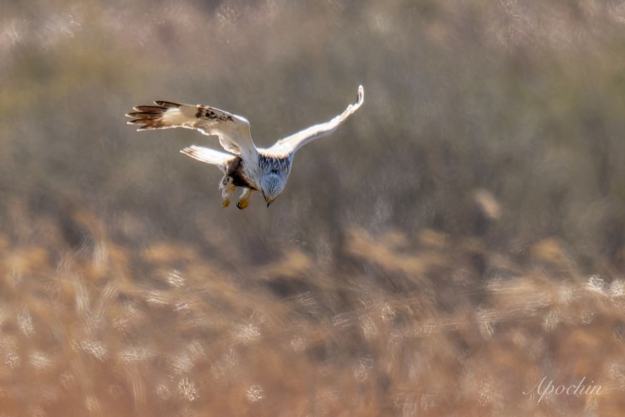 Rough-legged Buzzard