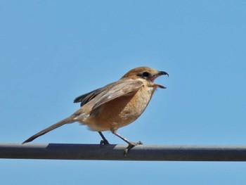 Bull-headed Shrike 平塚市 Sun, 3/10/2024