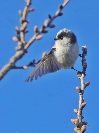 Long-tailed Tit 自宅前 Sun, 3/10/2024