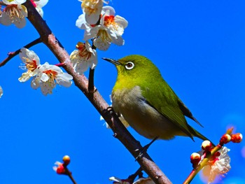 メジロ 矢木羽湖 2024年3月10日(日)