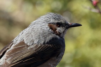 Brown-eared Bulbul 多摩市 Sun, 3/10/2024