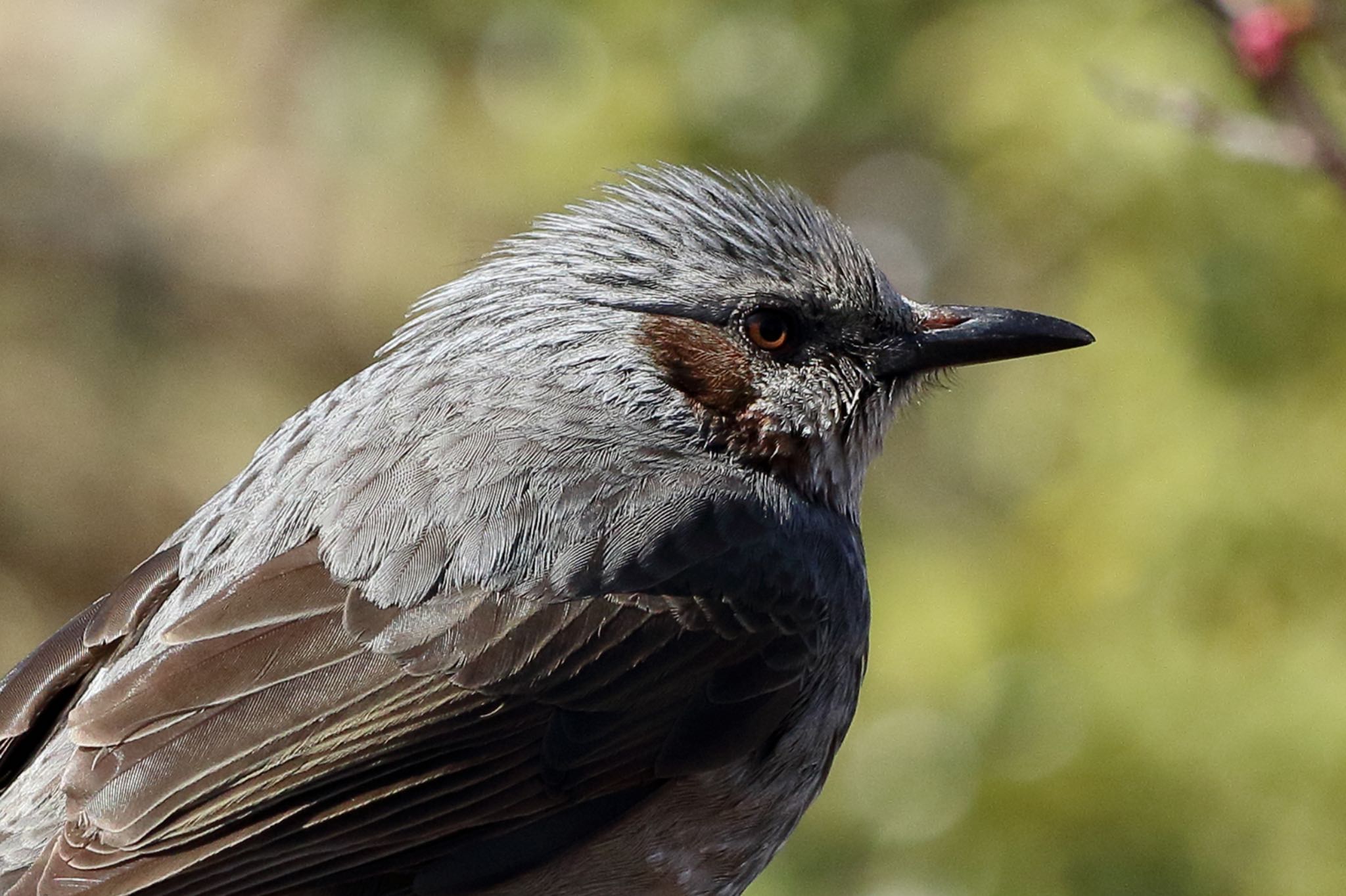 多摩市 ヒヨドリの写真 by 🐦Toshi🐧