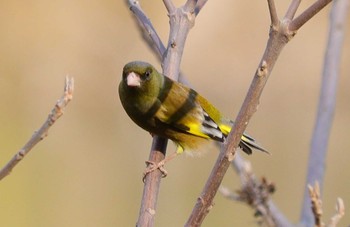 Grey-capped Greenfinch 鈴鹿青少年の森(三重県) Sat, 3/9/2024